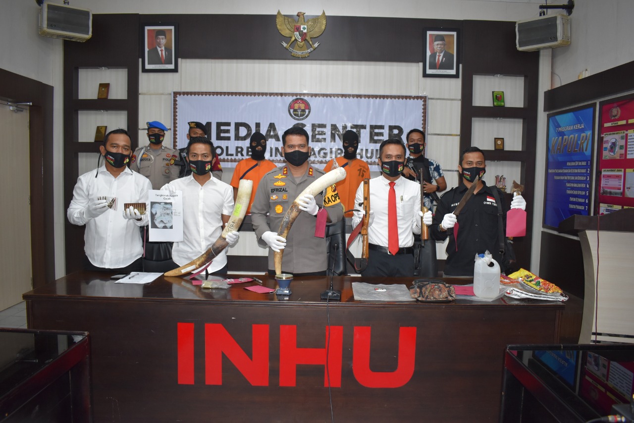 Polres Inhu Ungkap Pembunuhan Gajah di Kelayang, Ini Ancamannya Polres Inhu Ungkap Pembunuhan Gajah di Kelayang, Ini Ancamannya