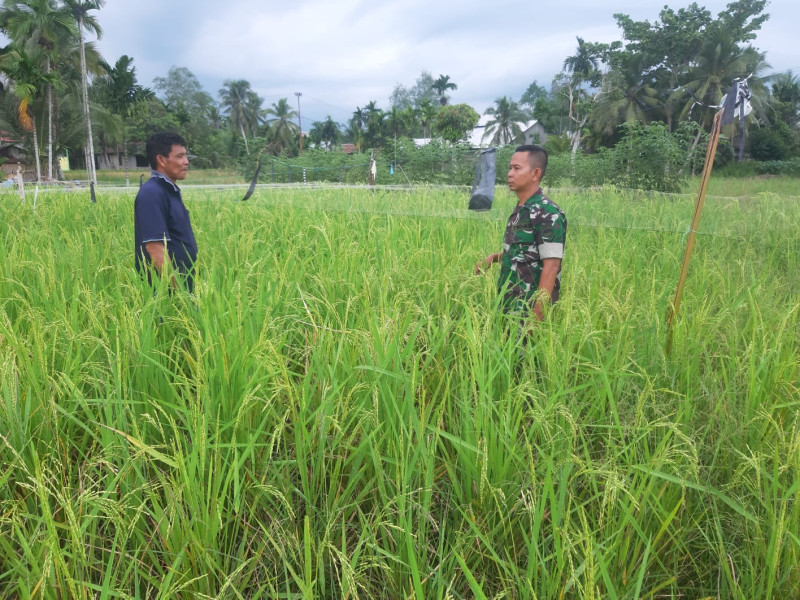 Demi Pertumbuhan Padi, Babinsa Koramil 07/Reteh Sambangi Hampangan Persawahan Masyarakat
