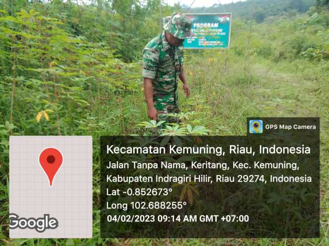 Pemeliharaan Kebun, Koramil 09/Kemuning Tetap Jaga Pertumbuhan Gulma
