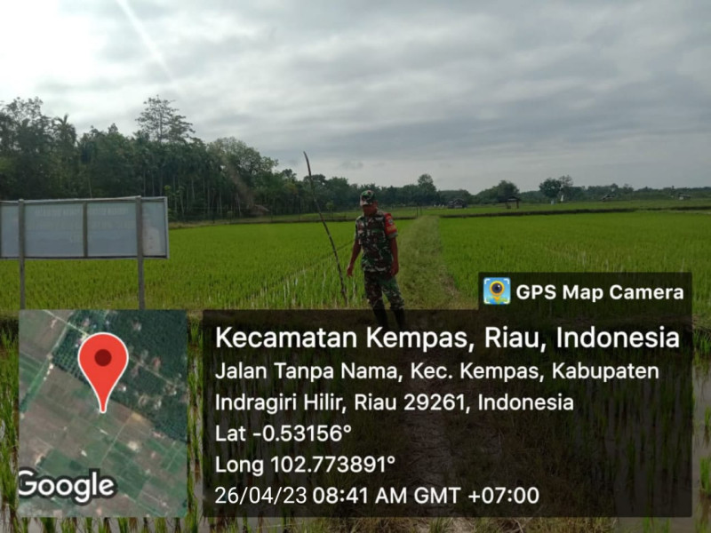 Rutinitas Babinsa Koramil 03/Tpl Pantau Pertumbuhan Tanaman Padi