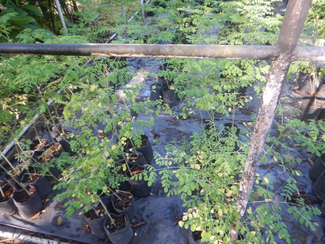 UMKM Mitra Binaan PLN di Kampar Tembus Pasar Internasional