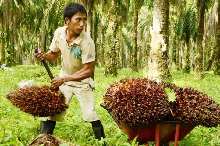 Semakin Membaik, Harga Kelapa Sawit di Riau Naik Jadi Segini 