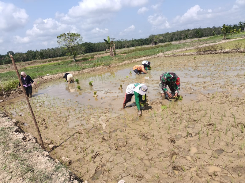 Dibawah Terik Matahari, Babinsa 03/Tpl Tetap Semangat Bantu Petani Menanam Padi