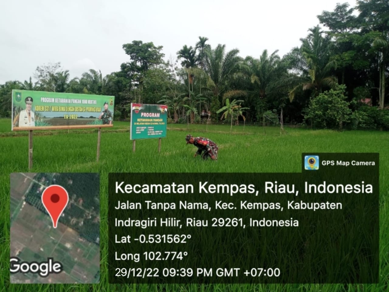 Babinsa Koramil 03/Tpl Serka Hendra Putra Monitoring Sawah Dan Bersihkan Gulma Padi