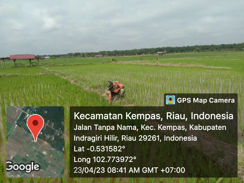Masih Suasana Lebaran, Babinsa Koramil 03/Tpl Tetap Turun ke Sawah