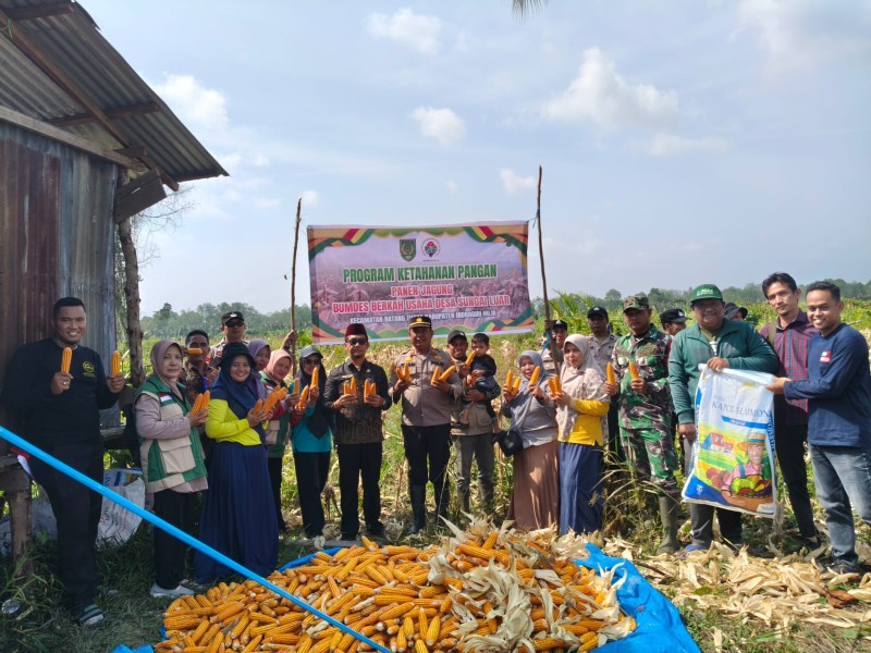 Panen Jagung di Desa Sungai Luar, Polsek Batang Tuaka Dukung Program Asta Cita Presiden RI