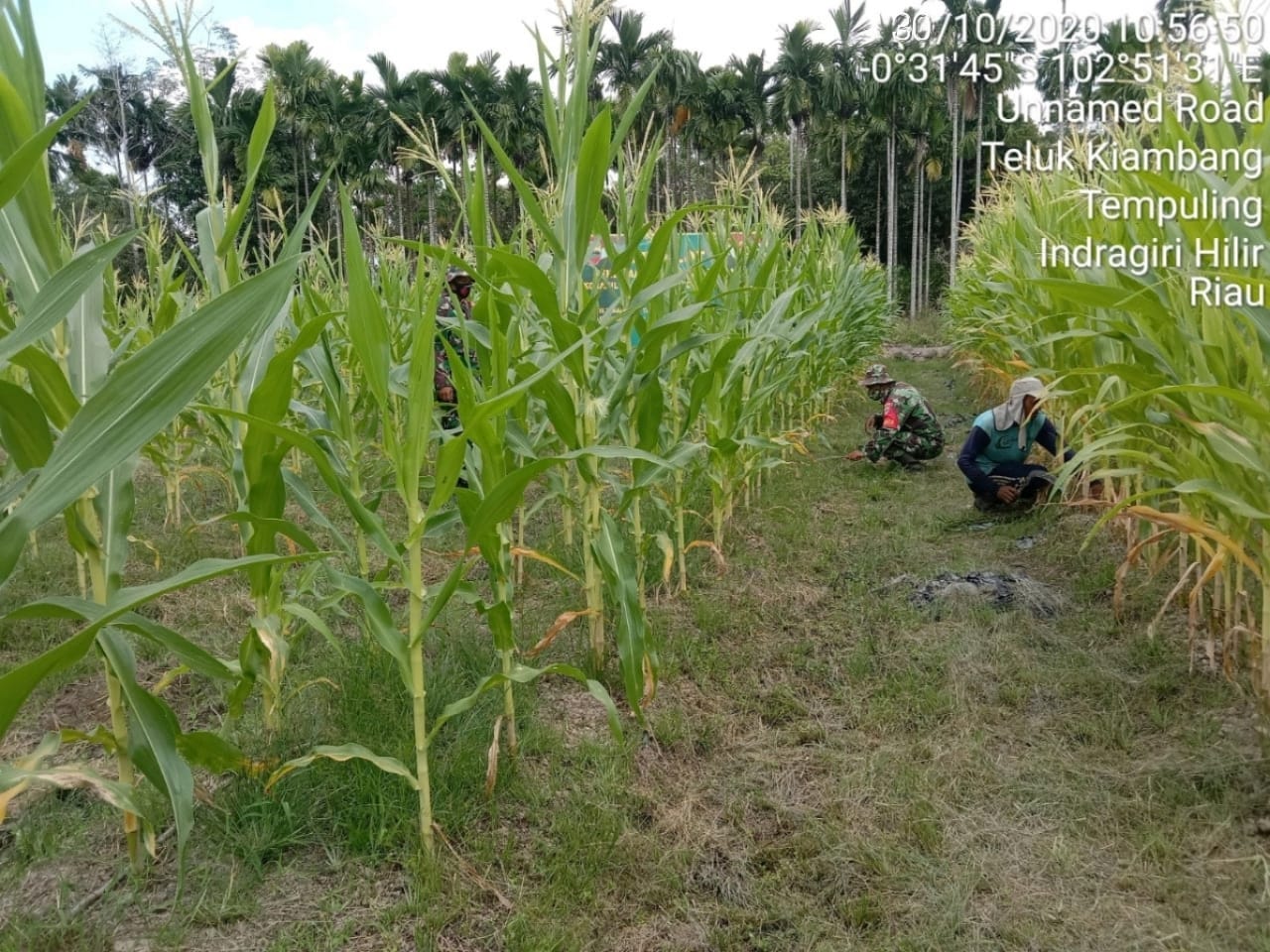 Pastikan Perkembangan Tanaman Jagung, Koramil 03/Tempuling Terus Lakukan Perawatan