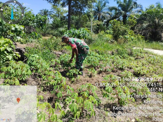 Pembersihan Gulma dan Penyiapan Rumput Oleh Koramil 09/Kemuning
