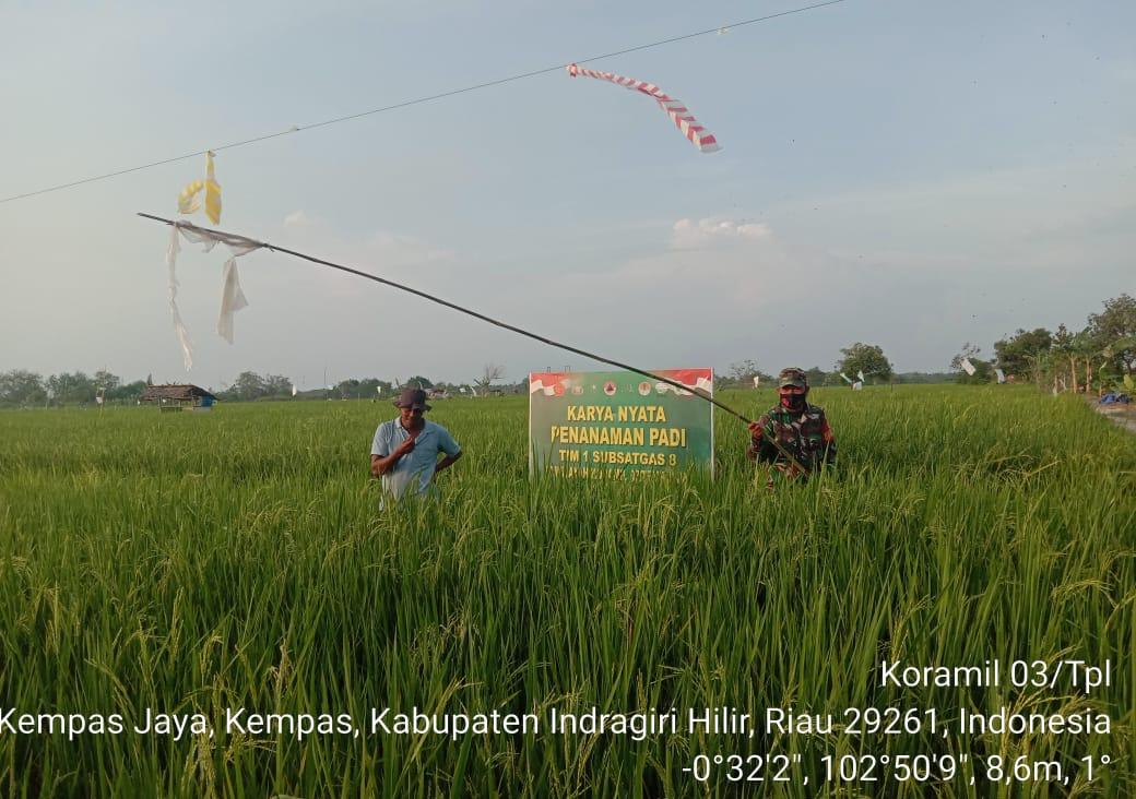 Babinsa Koramil 03/Tempuling kodim 0314/Inhil Merawat Padi di Lahan Demplot