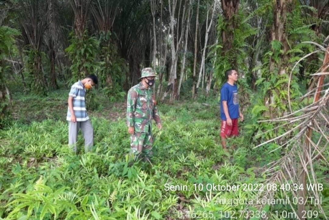 Biarpun Cuaca Masih Sering Hujan, Babinsa 03/Tpl Tetap Galakkan Kegiatan Patroli Karhutla