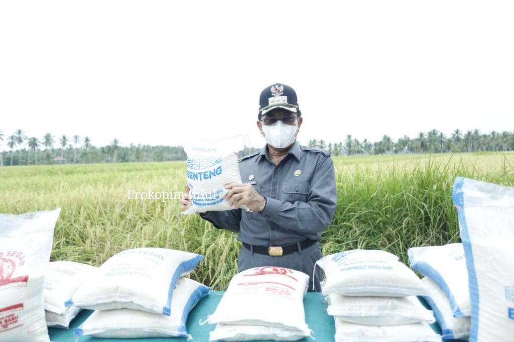 Panen Raya di Benteng, HM Wardan Sebut Inhil Sebagai Penyumbang Beras di Riau