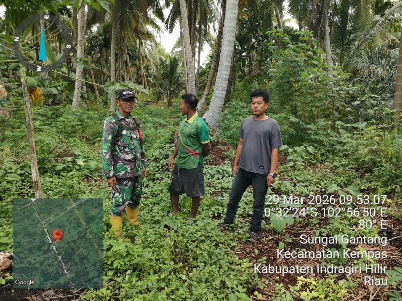 Tak Kenal Libur, Babinsa Koramil 03/TPL Laksanakan Patroli Pencegahan Karhutla