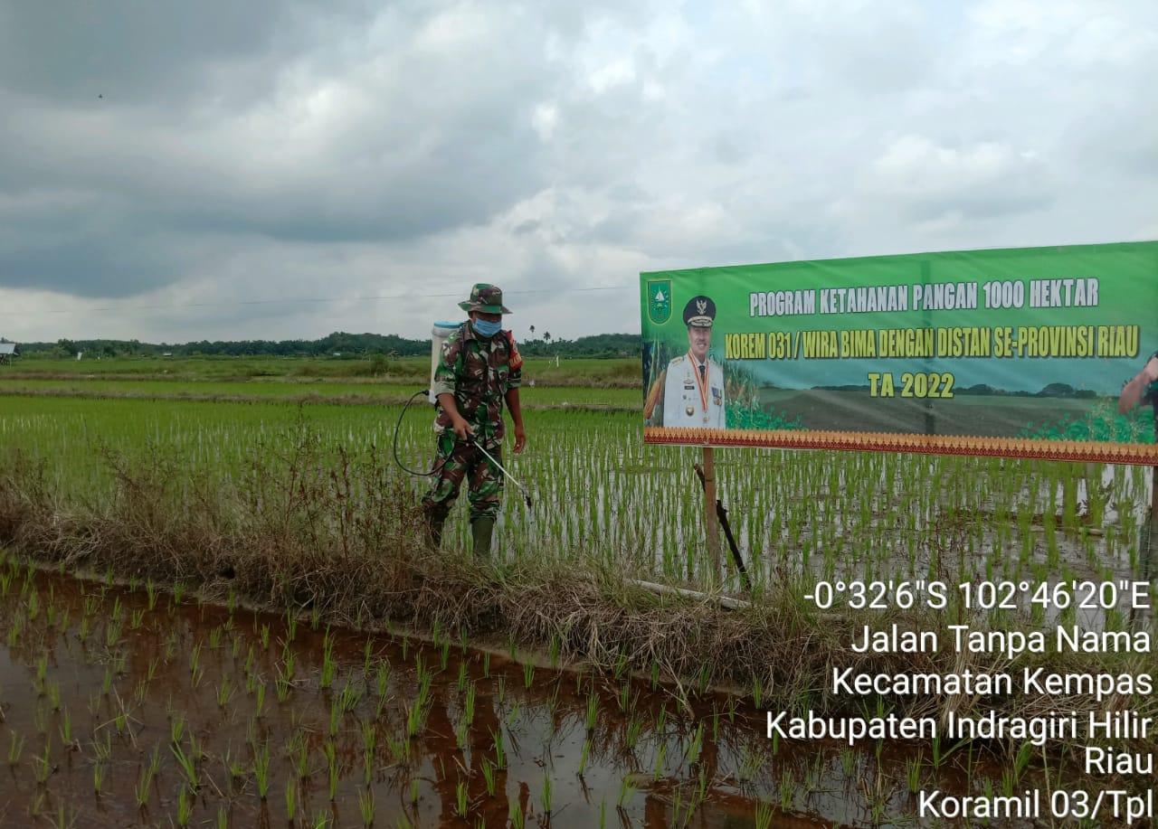 Babinsa Koramil 03/Tempuling Bantu Petani Semprot Tanaman Padi