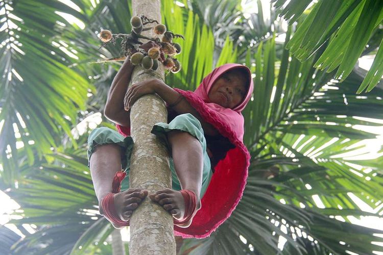 Kisah Janda Miskin yang Panjat 60 Pohon Pinang Sehari Demi Hidupi 4 Orang Keluarganya