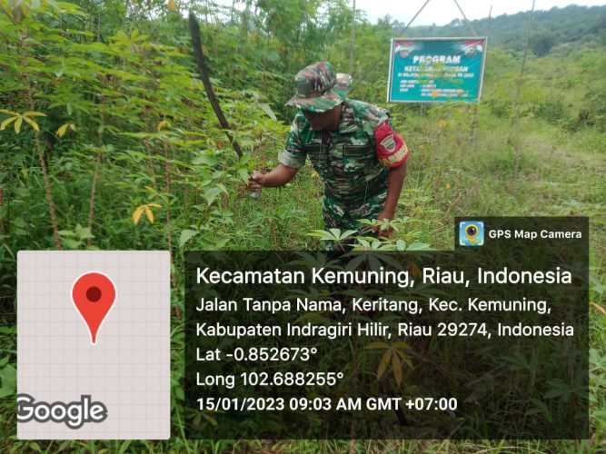 Koramil 09/Kemuning Selalu Siap Turun Melihat Perkembangan Gulma