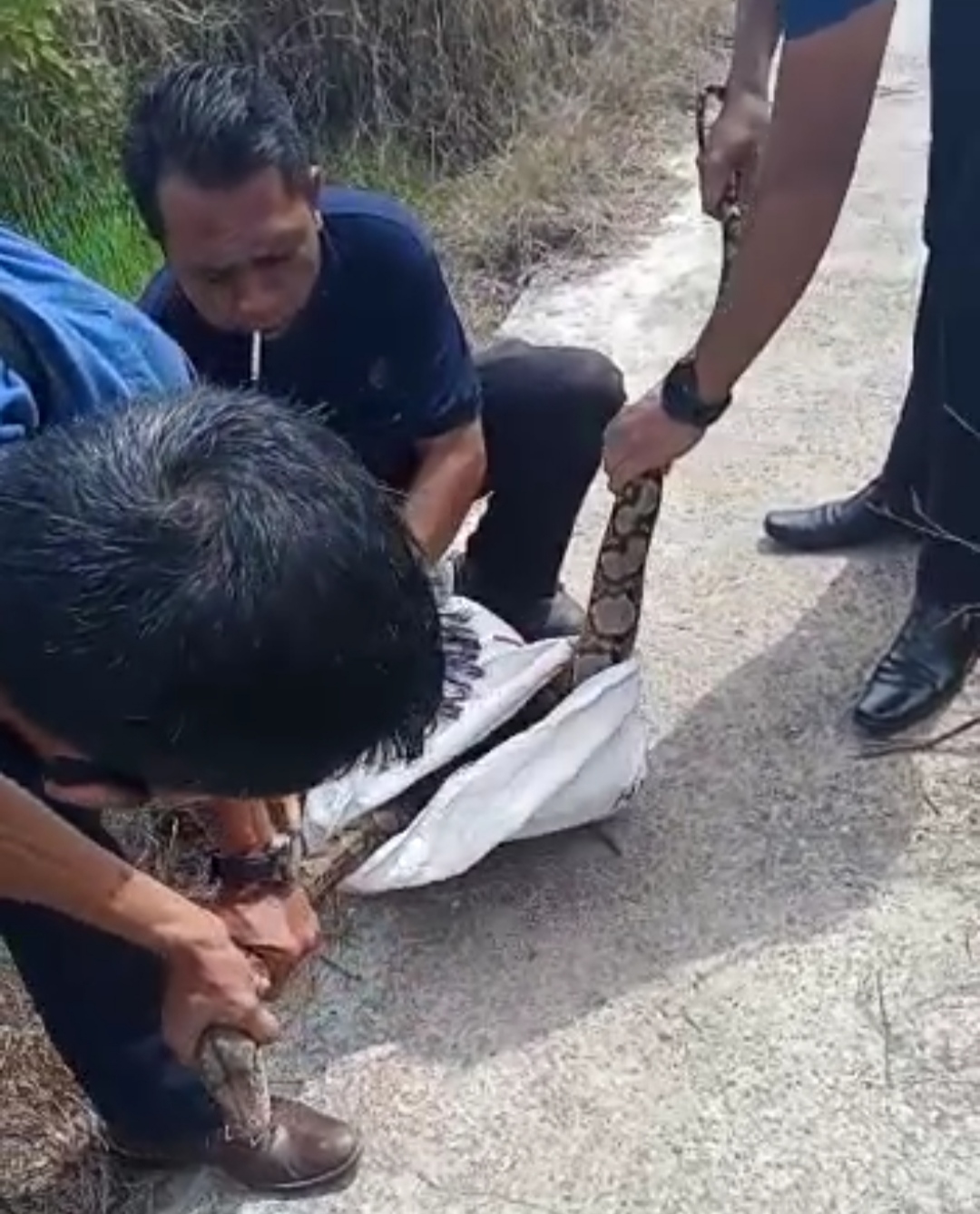 Ular Sawah yang Meresahkan Warga Parit 10 Tembilahan Dilepas DPKP ke Alam