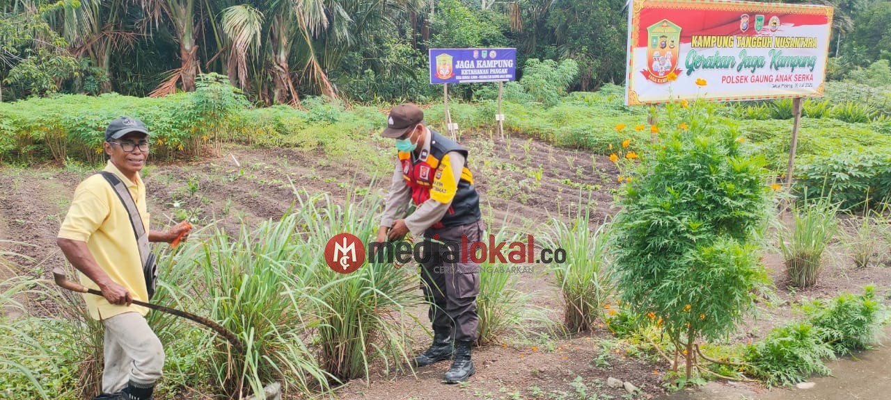 Jaga Ketahanan Pangan, Bhabinkamtibmas Desa Teluk Sungka Lakukan Pengecekan Lahan