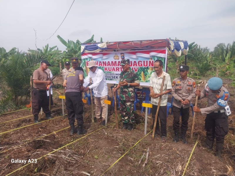 Danramil 04/Kuindra Sukseska Penanaman Jagung Serentak Kuartal IV di Kuala Indragiri