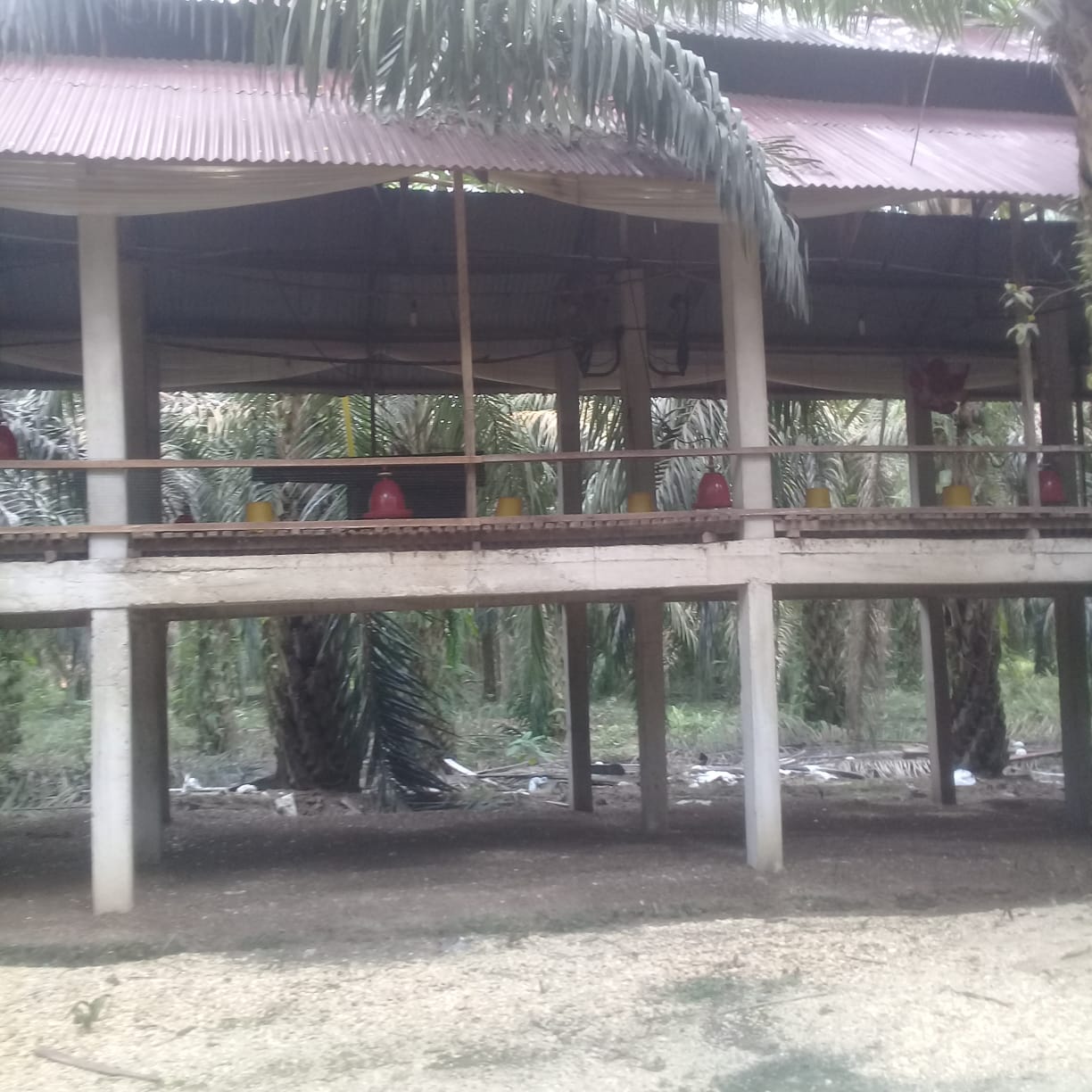 WADUH...! Usaha Ternak Ayam Potong di Inhil ini Resahkan Warga 