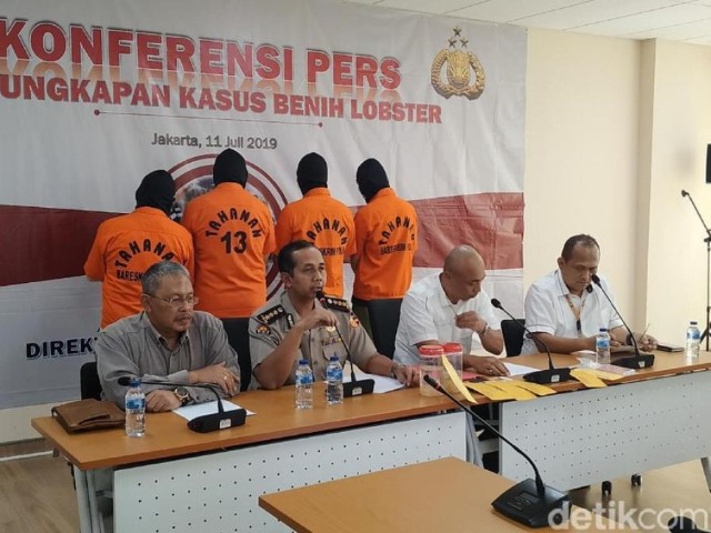 Penyelundupan Baby Lobster Jambi-Singapura Senilai Rp 17 M Digagalkan