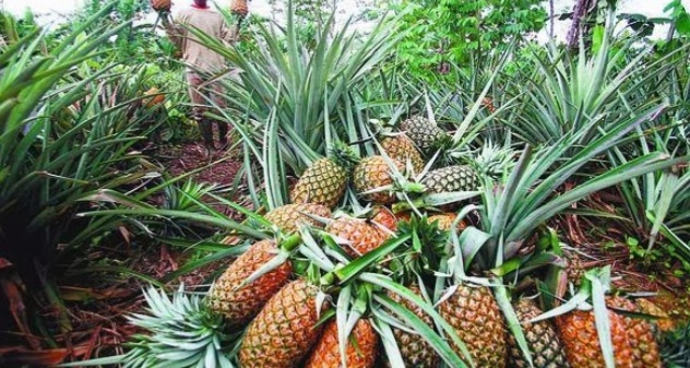 Gubri: Nanas dan Kencur dari Riau Kini Jadi Komoditi Ekspor