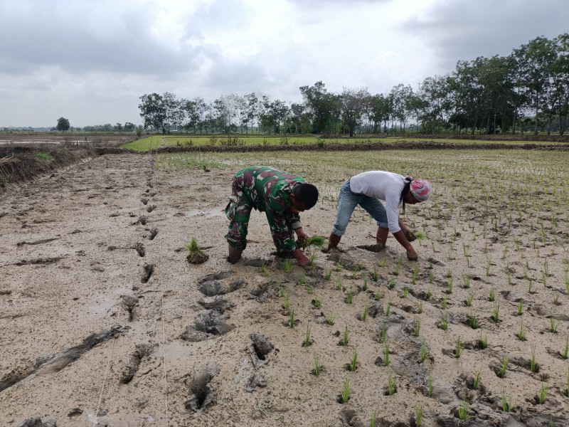 Proses Penanaman Padi Masih Terus Berjalan Oleh Babinsa Koramil 03/Tpl Bersama Petani di Poktan Tani Makmur     