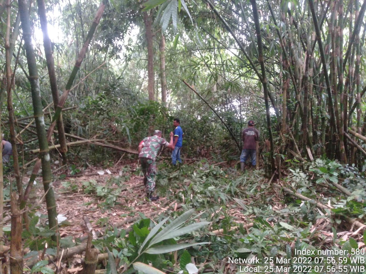 Babinsa Koramil 09/Kemuning Goro Bersama Warga Ambil Bambu