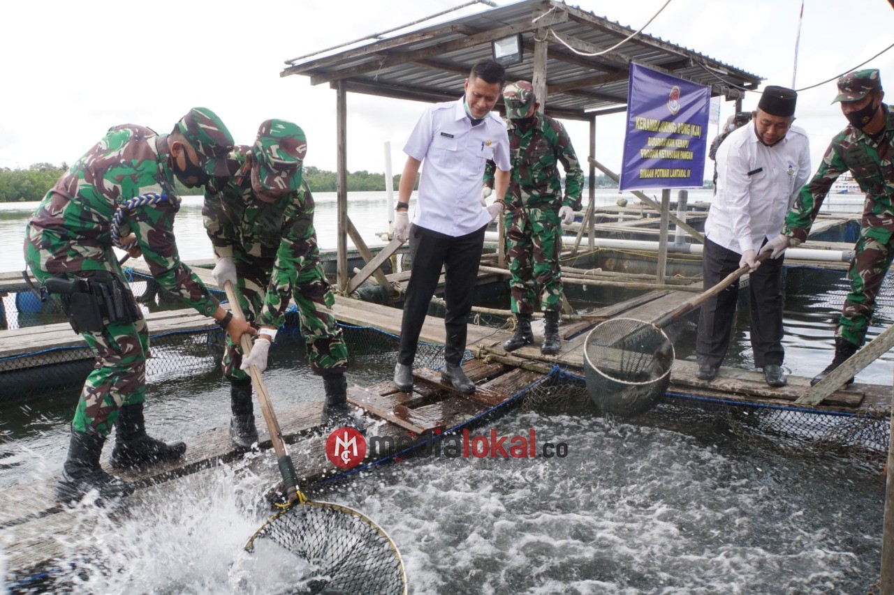 Lantamal IV Tanjungpinang Gelar Panen Raya Ikan Kerapu Keramba Jaring Apung