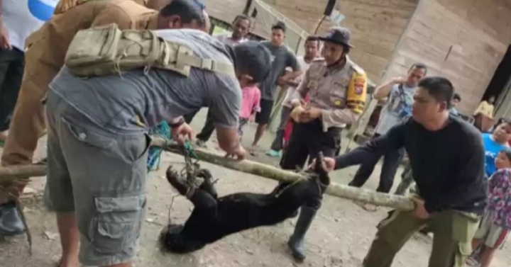 BBKSDA Riau Evakuasi Beruang Madu Betina yang Terjerat di Kebun Sawit