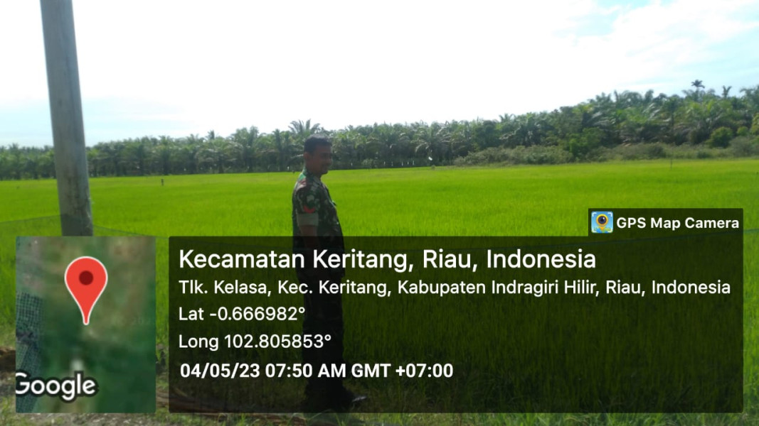 Koramil 09/Kemuning Jaga Ketahanan Pangan Di Wilayah