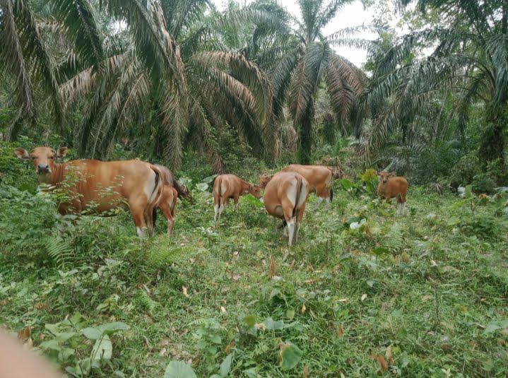 Enam Ekor Sapi Program Ketapang Tidak Jelas Keberadaannya, Kejari Rohil Suruh Ajukan Laporan