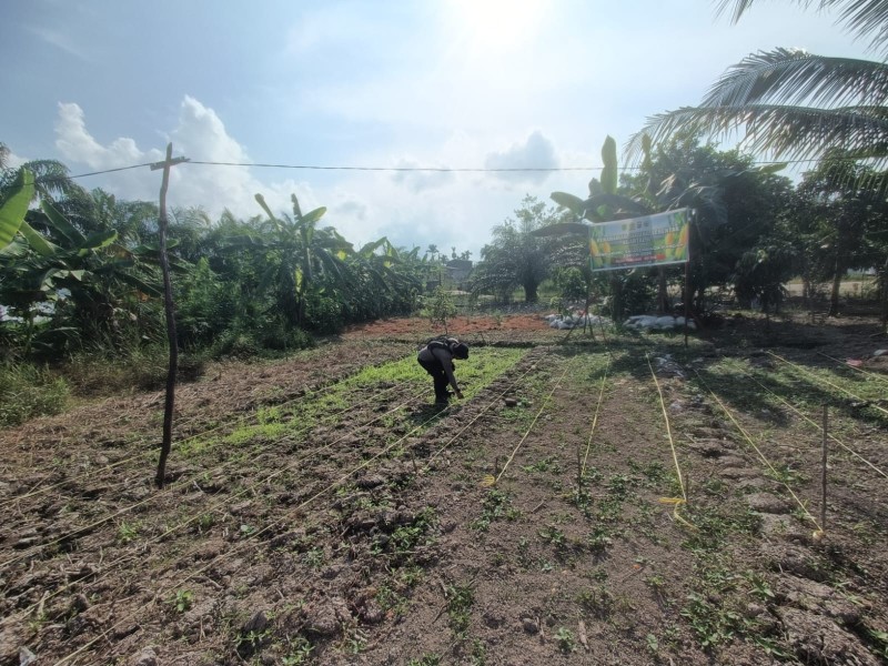 Bhabinkamtibmas Kelurahan Pekan Arba Cek dan Kontrol Tanaman Jagung guna dukung ketahanan pangan