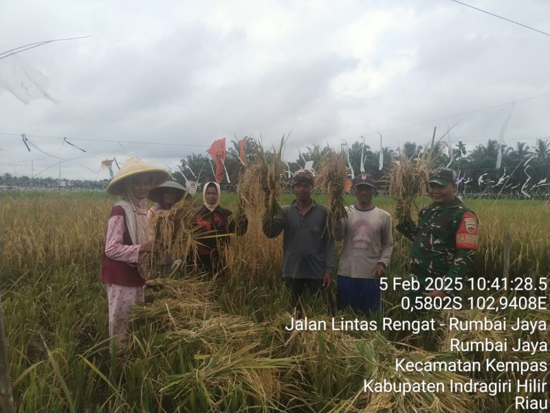 Sukseskan Hanpangan, Babinsa Koramil 03/Tpl Bantu Poktan Panen Padi