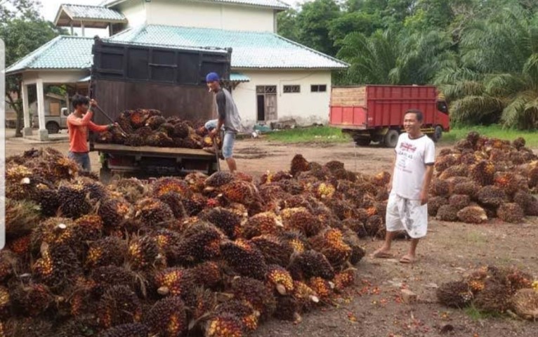 Turun Lagi, Harga TBS Sawit di Riau Pekan Ini Jadi Segini
