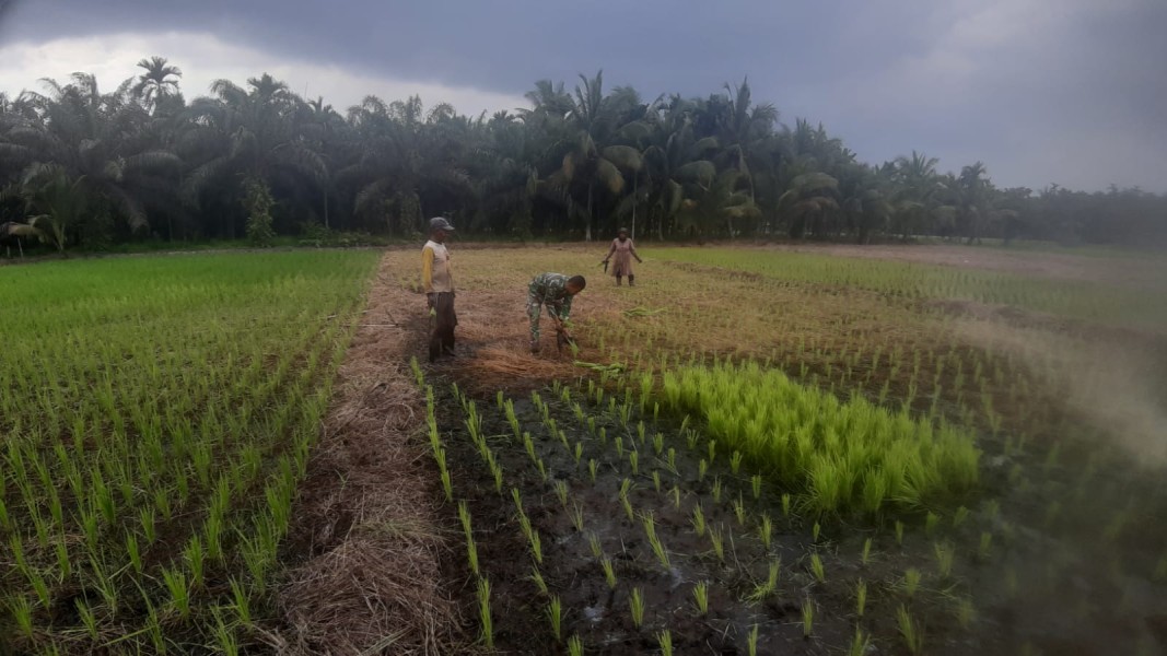 Babinsa Koramil 07/Reteh Bersama Masyarakat Menanam Bibit Padi untuk Meningkatkan Ketahanan Pangan