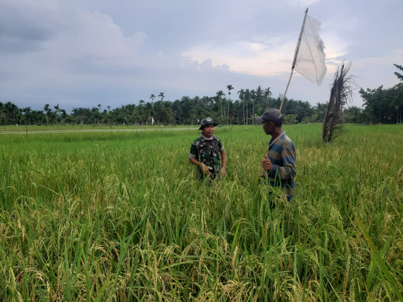 Terkait Permasalahan Sawah, Babinsa Koramil 07/Reteh Tinjau Padi Warga