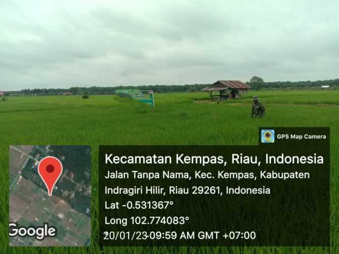 Babinsa Koramil 03/Tpl Serma W. Ardian Pantau Dan Rutin Bersihkan Gulma Padi