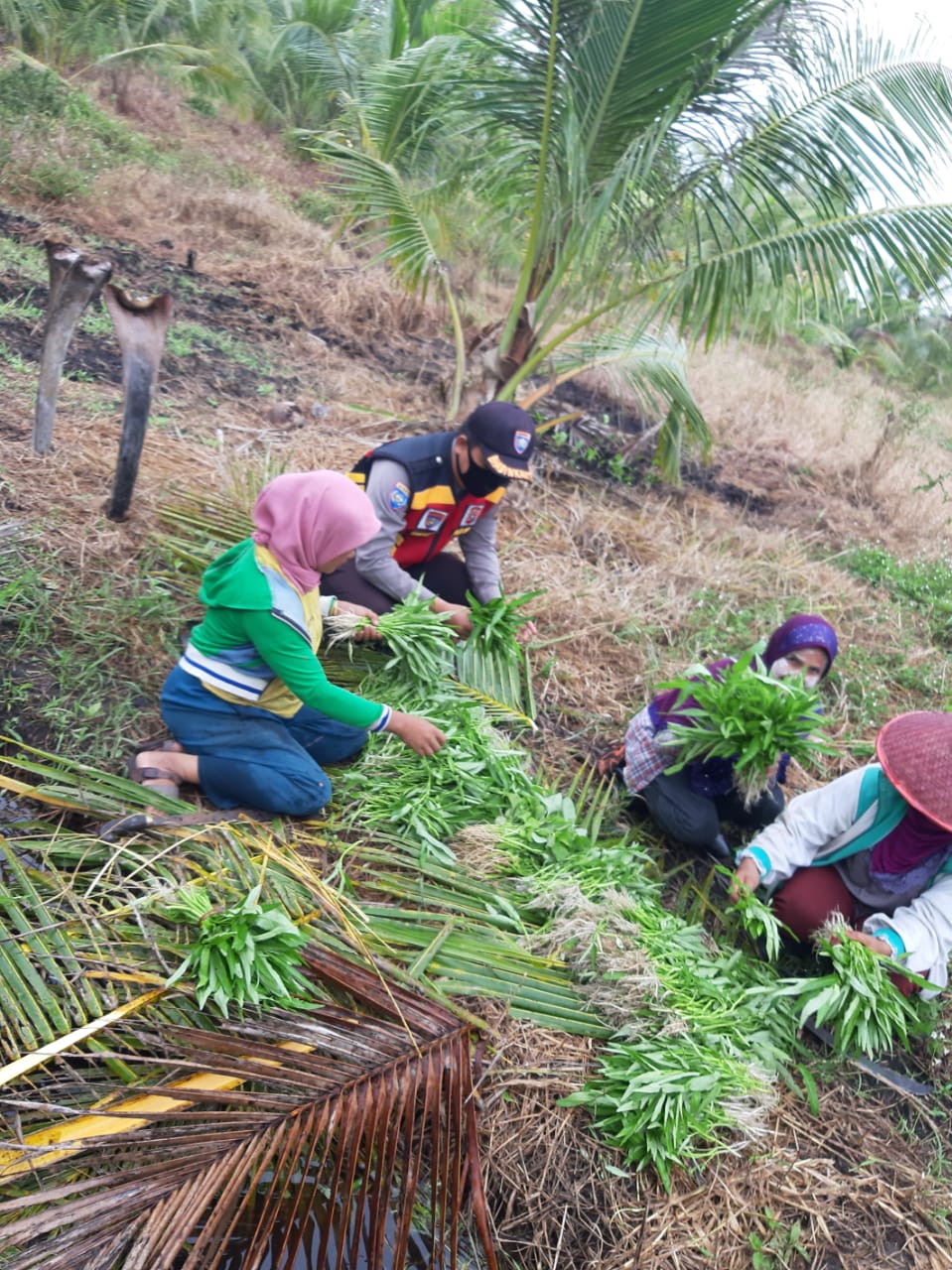 Bhabinkamtibmas Desa Kuala Gaung Lakukan Panen Kangkung