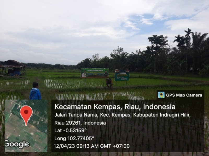 Babinsa 03/Tpl Serma Damrianto Pantau Pertumbuhan Tanaman Padi Diwilayah Binaan