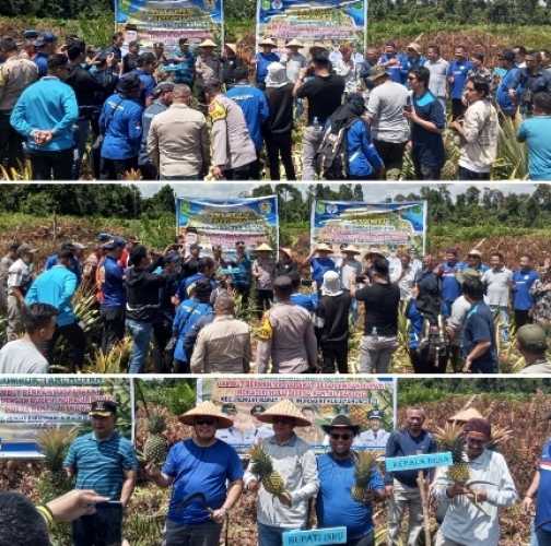 Bersama Pemerintah, Kelompok Tani Desa Rantau Bakung Panen Raya Nanas Madu