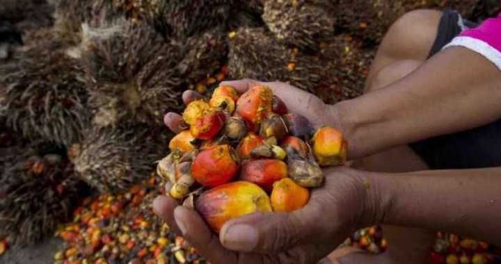 Kabar Gembira di Awal Agustus, Harga Sawit di Kalimantan Barat Menguat