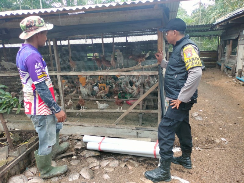 Polsek Batang Tuaka Turun ke Kandang, Dukung Ketahanan Pangan Lewat Pendampingan Peternak