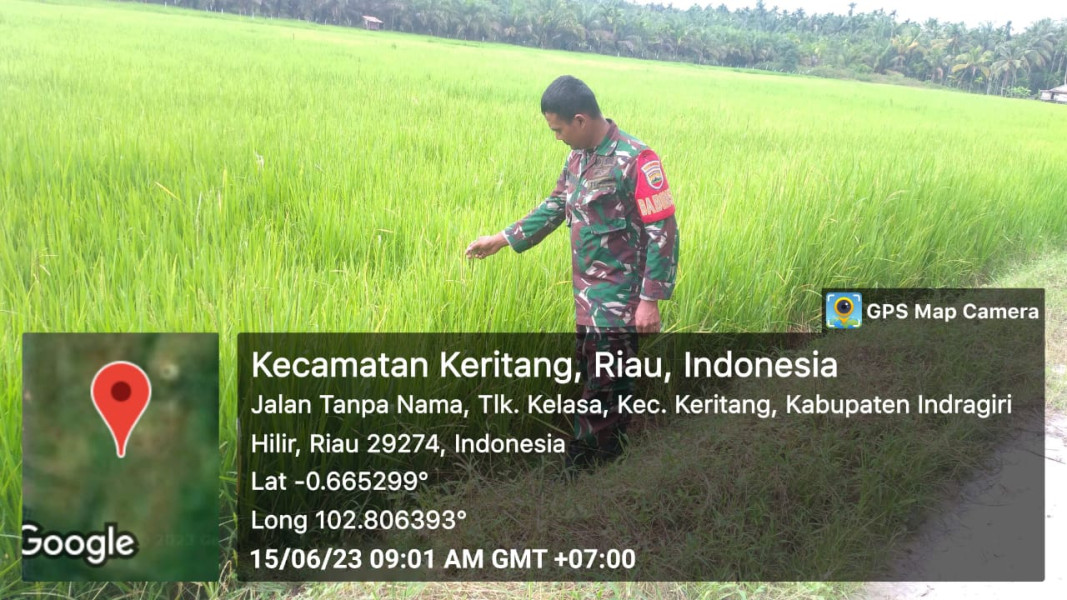 Babinsa Koramil 09/Kemuning Lakukan Pemantauan Terhadap Lahan Ketahanan Pangan