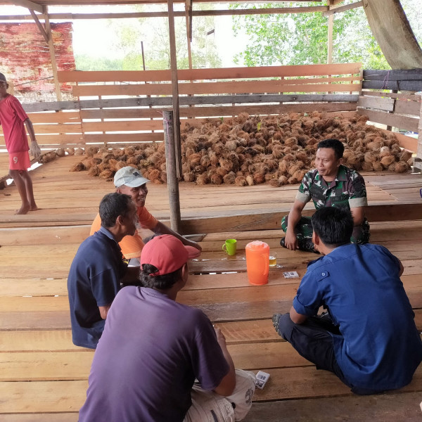 Komsos Dengan Petani Kelapa, Babinsa Koramil 03/Tpl Bahas Hasil Pendapatan Dari Kelapa