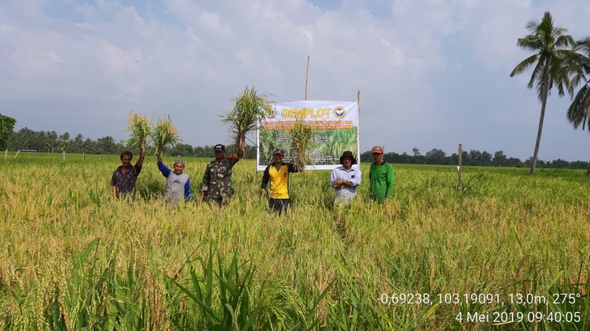 Dukung Program Pemerintah, Babinsa Koramil 07/Reteh Dampingi Petani Memanen Padi 