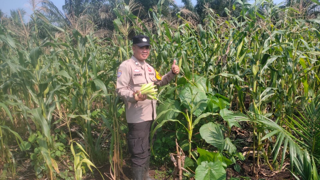 Bhabinkamtibmas Turun ke Lahan, Pastikan Jagung Program Asta Cita Tumbuh Optimal di Keritang