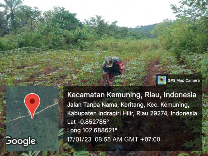 Giat Lakukan Ketahanan Pangan Pembersihan Gulma Bersama Koramil 09/Kemuning