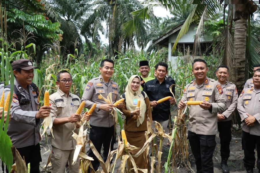 Dukung Ketahanan Pangan Wadir Binmas Polda Riau dan Kapolres Siak Ikut Panen Jagung di Empang Pandan