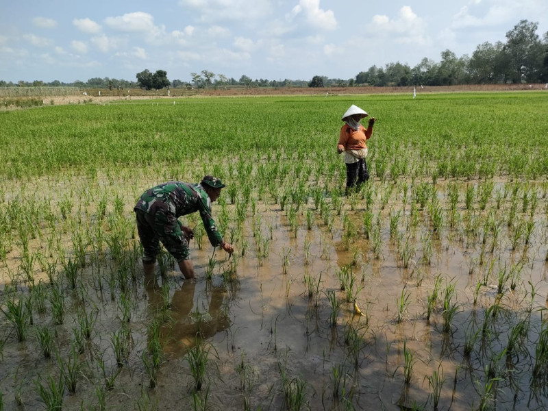 Babinsa Koramil 03/Tpl Sertu Ichlas Manalu Bantu Petani Tanam Padi Guna Wujudkan Ketahanan Pangan