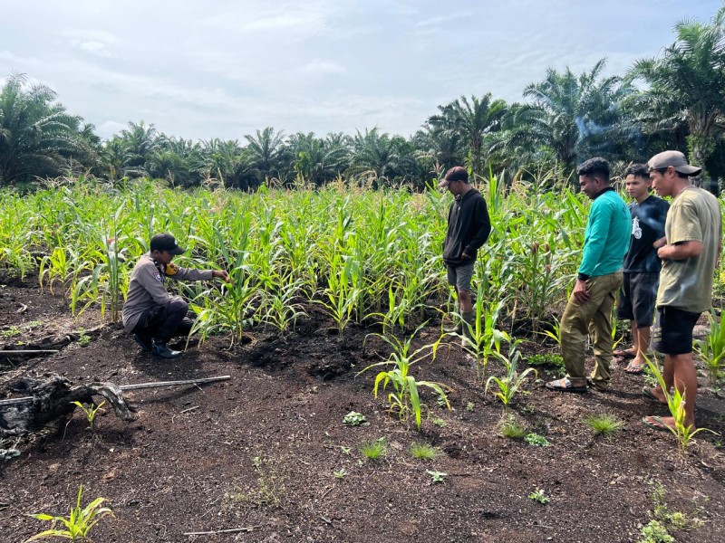 Diantara Bisik Daun Jagung dan langkah polisi, Polsek Gas menulis Kisah Tentang Kesabaran yang Ditanam Bersama Tanah